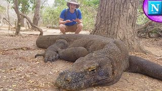 Komodo Dragons Worlds Largest Lizard ad [upl. by Nysilla]