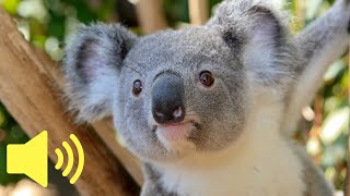 What does a Koala sound like  Animal Sounds [upl. by Ardni760]