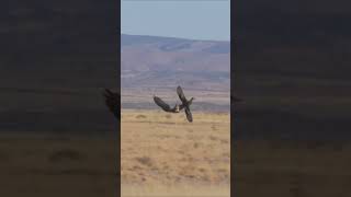 The Fastest Flying Bird in the World  Peregrine Falcon facts viralvideo [upl. by Notyarb475]