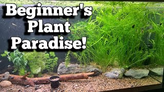 Transform Your Tank into a Beginners Plant Paradise plantedtanksetupforbeginners [upl. by Najar]