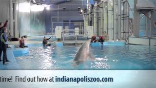 Dolphin InWater Experience at the Indianapolis Zoo [upl. by Nonnac]