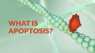 quotWhat is Apoptosisquot The Apoptotic Pathways and the Caspase Cascade [upl. by Cly]