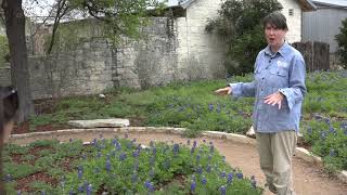 RAW How to plant bluebonnets at home [upl. by Eiramnerual311]