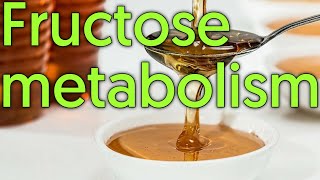 Fructose metabolism  Why fructose is harmful to diabetics [upl. by Mizuki44]