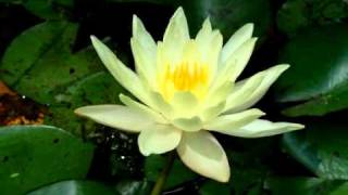 Yellow Lotus Flower Opening and Closing Time Lapse [upl. by Aihsel]