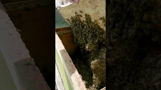 Crazy findings bees nature beekeeping opening life apiculture apiculture honeybee honey [upl. by Amme]