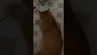 🐈Зажрался животные коты cat котики catlover chat shortvideo кот love юмор shortvideo [upl. by Trudy138]