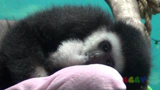 아기 흰손기번  Baby White handed gibbon [upl. by Shem]