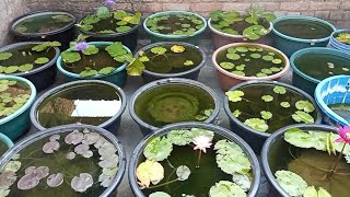 Some Water Lily Care Tips And Aquatic Garden Update 🏠🤗 waterlilyplant waterlily garden [upl. by Ellenod7]