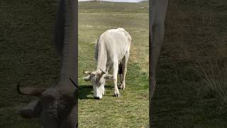 Apennine Mountains Abruzzo Italy cattle italytourism [upl. by Tom834]