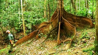 The Oldest Rainforest In The World [upl. by Ellerahc]