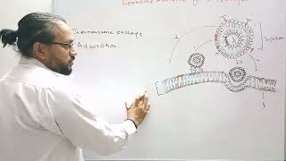 liposome mediated gene transfection [upl. by Lyndes247]