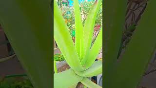 Aloe vera plants gardens 🍀☘️🌿🌵💐🌹🙏🙏 [upl. by Nayllij]