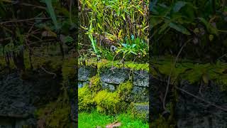 Juncos Shasta Daisy Seeds in November wildlife nature leavetheseeds [upl. by Orgell]