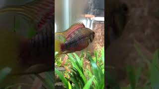 Apistogramma hongsloi aquaristik aquarium aquascape [upl. by Alilahk]