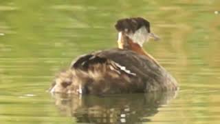 Rednecked Grebe raising chicks [upl. by Liw]