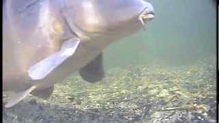 Korda State of the Art Underwater Carp Fishing  Part 5  Trailer [upl. by Gnay]