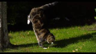 Cat Jumping in Slow Motion  The Slow Mo Guys [upl. by Malita679]