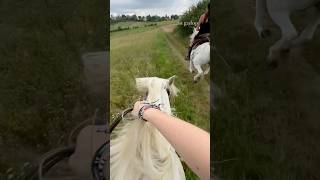 repose au galop youtube horse youtubeshorts equestrian mountains horseriding canter shorts [upl. by Eltsyek156]