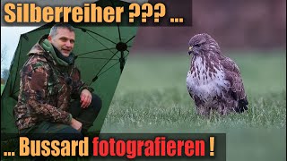 Ganz anders als geplant 📷 der Mäusebussard 🦅 [upl. by Maurili445]