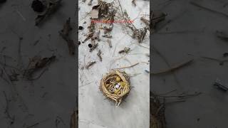 How to make a birds nest  yt studio  green screenartandcraft [upl. by Oidacra437]