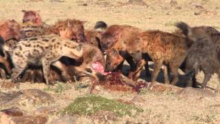 Hyenas Eat a Young Wildebeest in Minutes [upl. by Aicitel]