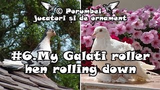 Roller pigeon Galati Roller rolldown hen flying [upl. by Perrins]