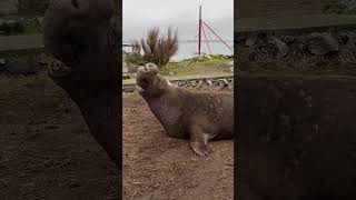 The most manly sound in the animal kingdom elephantseal [upl. by Arul]