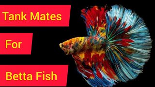 Tank Mates of Betta Fish ll Beautiful Tank Mates for your Betta Tank [upl. by Oz]