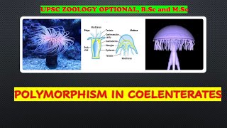 POLYMORPHISM IN COELENTERATA [upl. by Yul]