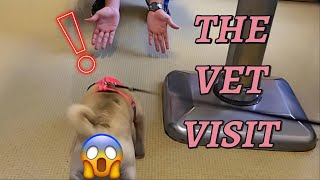 This little PUG 🐶 has a trip to the VET 😱 [upl. by Ragen]