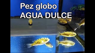 Pez globo biocellatus de agua dulce [upl. by Nuris511]