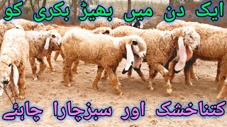 bhad ko farbah karne ka alaj bhad ka khana kise tyar kiya jaye sheep farming [upl. by Ackerman]