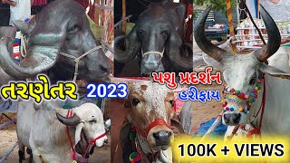 પશુ પ્રદર્શન હરીફાય તરણેતરનો મેળો 2023  Tarnetar No Melo  Tarnetar Fair  Gujarat Tourism [upl. by Caputto]