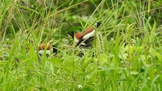 Tricolored Munia feeding in grass [upl. by Acinot]