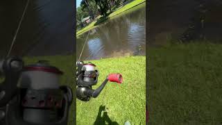 Ultra light fishing for big fish catfish ultralightfishing fishing catfishing pullingdrag fyp [upl. by Gar850]