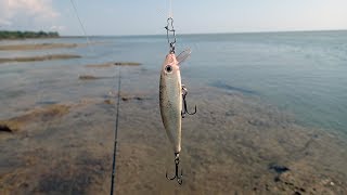 Vol 66 Rapala day Trevally Queenfish and Barramundi [upl. by Fai219]