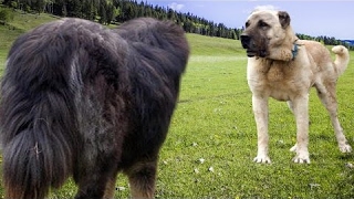 Kangal vs Tibetan Mastiff  Dog Videos Mr Fenley [upl. by Ariat]