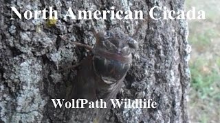 North American Cicada Tibicen Genus  Wolfpath Wildlife Ep 2 [upl. by Cayla]