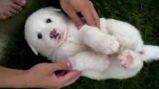 Great Pyrenees  Ino [upl. by Shulamith]