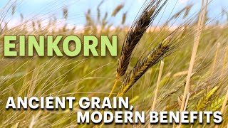 Einkorn Ancient Grain Modern Benefits [upl. by Batory163]