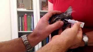 Applying eye ointment to a cats eye Also valid for dogs and rabbits [upl. by Mcmaster]