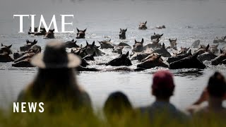 Chincoteague Wild Ponies Complete 98th Annual Swim in Virginia [upl. by Paulie957]