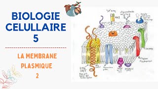 Biologie Cellulaire  svtu  S1  La membrane plasmique 2 شرح بالدارجة 2022 [upl. by Ycram415]