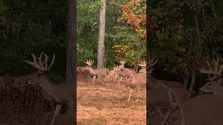 Beautiful deerhunter hunting deerhunting deerseason [upl. by Akcemat]