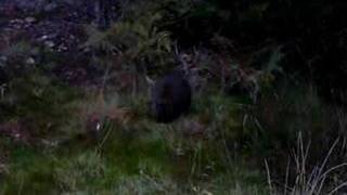 Pademelon Snacking in Cradle Mountain Tasmania [upl. by Avlis]