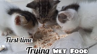 Kittens Trying Wet Food for The First Time❗️a Month or Less a Day Old Trio Ling Lung [upl. by Aldous]