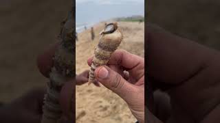 Hermit Crab beach hermitcrab thiruvanmayur beach trending nature shell [upl. by Htehpaj]