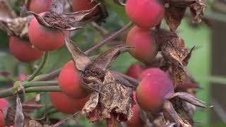 Comment entretenir les rosiers en hiver [upl. by Amaj]