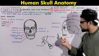 Human Skeleton Skull Axial Skeleton Anatomy and Physiology animation included [upl. by Yalhsa696]